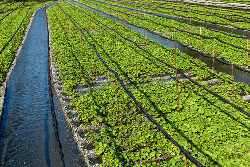 水耕栽培と土耕栽培それぞれのわさびの育て方 暮らし オリーブオイルをひとまわし