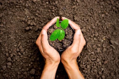 明日葉 の栽培を自宅でするには 植え付けから収穫まで一挙公開 暮らし オリーブオイルをひとまわし