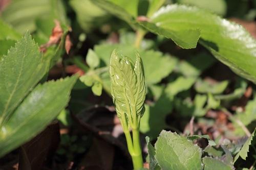 明日葉 の栽培を自宅でするには 植え付けから収穫まで一挙公開 暮らし オリーブオイルをひとまわし