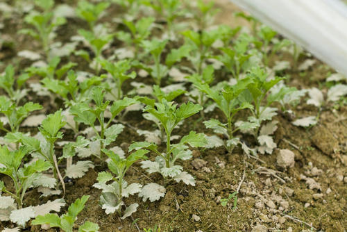 作って食べる 庭先またはベランダで始める 春菊 の栽培 暮らし オリーブオイルをひとまわし