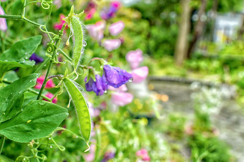 家庭菜園 さやえんどう栽培方法 花も実も楽しめるガーデニング向き植物 暮らし オリーブオイルをひとまわし