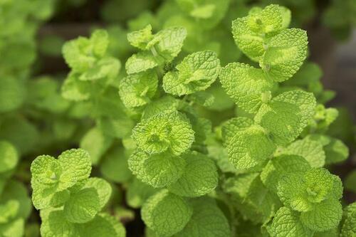 ミントの育て方を学ぼう 水やりや肥料 害虫の除去は 暮らし オリーブオイルをひとまわし