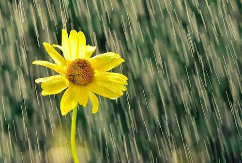 黄色い花と雨の写真