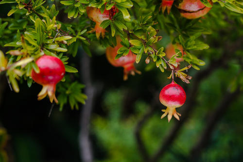 ザクロ 栽培を家庭で実践 植え付け 収穫までの一連マニュアル 暮らし オリーブオイルをひとまわし