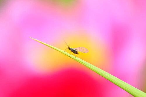 観葉植物の虫対策どうしてる コバエなどの駆除方法と予防策を伝授 暮らし オリーブオイルをひとまわし