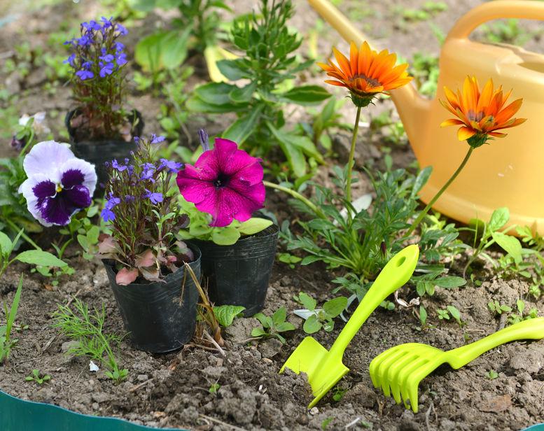 秋に植える花の種類や育て方を紹介 花壇を上手に彩るポイントも 暮らし オリーブオイルをひとまわし