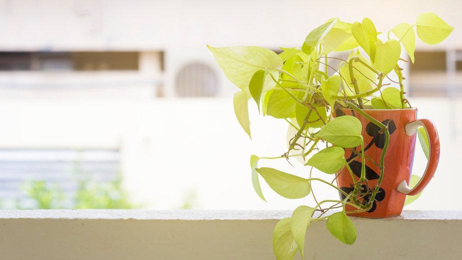 ポトスの育て方を分かりやすく解説 水やりや植え替え 増やし方は 暮らし オリーブオイルをひとまわし