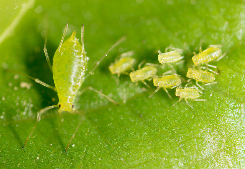 観葉植物にはどんな虫がつきやすい おすすめの予防対策を紹介 暮らし オリーブオイルをひとまわし