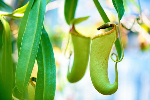 食虫植物 ウツボカズラ の育て方 挿し木の仕方 害虫や病気対策も 暮らし オリーブオイルをひとまわし