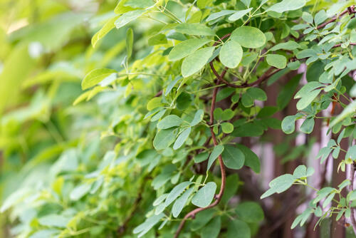 つる植物の選び方 育て方 ガーデニングをグレードアップしよう 暮らし オリーブオイルをひとまわし