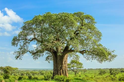 バオバブの木