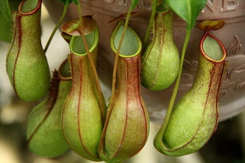 食虫植物 ウツボカズラ の育て方 挿し木の仕方 害虫や病気対策も 暮らし オリーブオイルをひとまわし