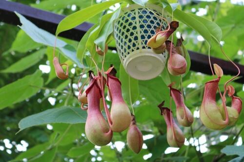 食虫植物 ウツボカズラ の育て方 挿し木の仕方 害虫や病気対策も 暮らし オリーブオイルをひとまわし