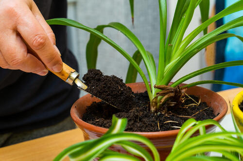 観葉植物は土にこだわろう 植物がよく育つ土の選び方とメンテナンス 暮らし オリーブオイルをひとまわし