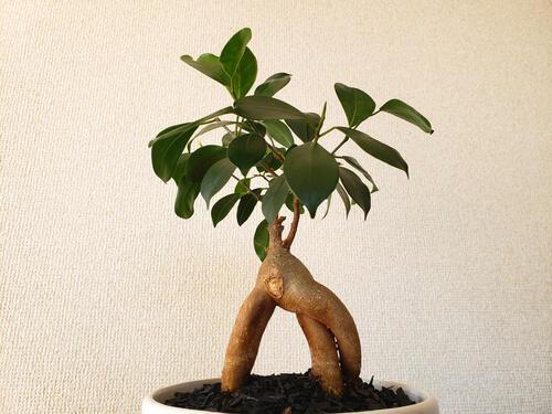 ガジュマルを挿し木で増やすには 剪定の仕方や水挿しまで徹底解説 暮らし オリーブオイルをひとまわし