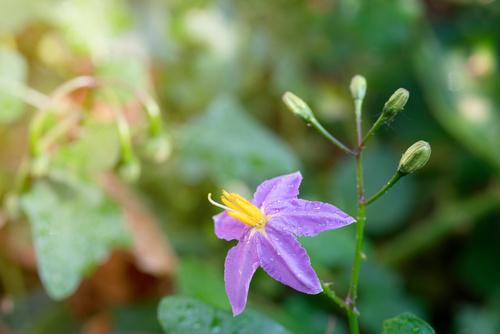 オクラの花