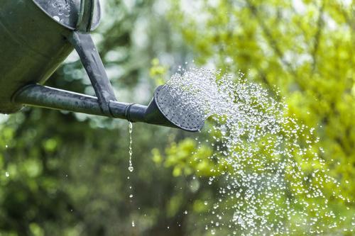 じょうろで水を撒いているところの写真