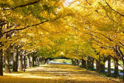 黄金色に染まった秋のイチョウ並木の写真