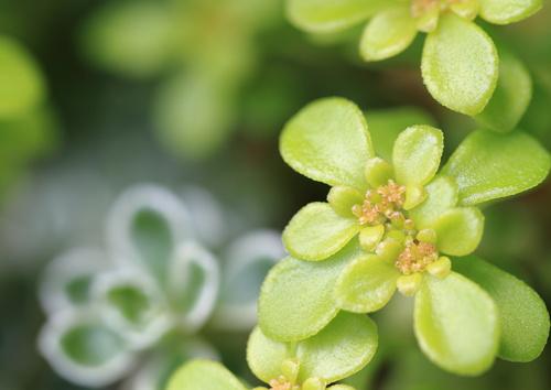 乾燥に強い植物には何がある ドライガーデンの特徴やメリットも 暮らし オリーブオイルをひとまわし