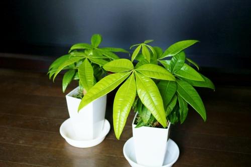 実生パキラの育て方 挿し木苗との見分け方や幹を太くするコツも解説 暮らし オリーブオイルをひとまわし