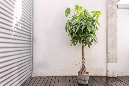 観葉植物 パキラ の育て方 花言葉や風水における効果も解説 暮らし オリーブオイルをひとまわし