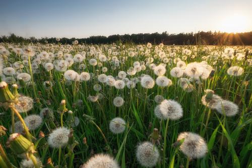 たんぽぽの綿毛 の花言葉の由来に恐怖 知ったら背筋が凍る たんぽぽの花言葉に隠された恐ろしい由来とは 暮らし オリーブオイルをひとまわし