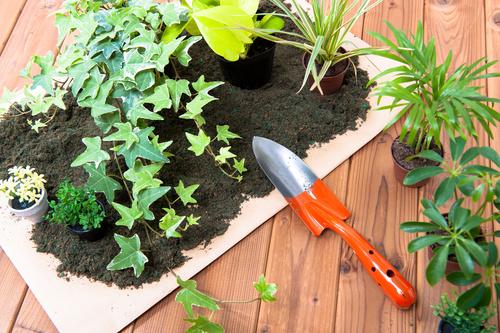 家庭菜園をしている植物とスコップ（シャベル）の写真