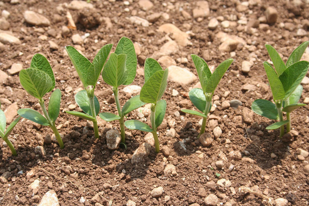 庭先やベランダで出来る 枝豆 の栽培 暮らし オリーブオイルをひとまわし