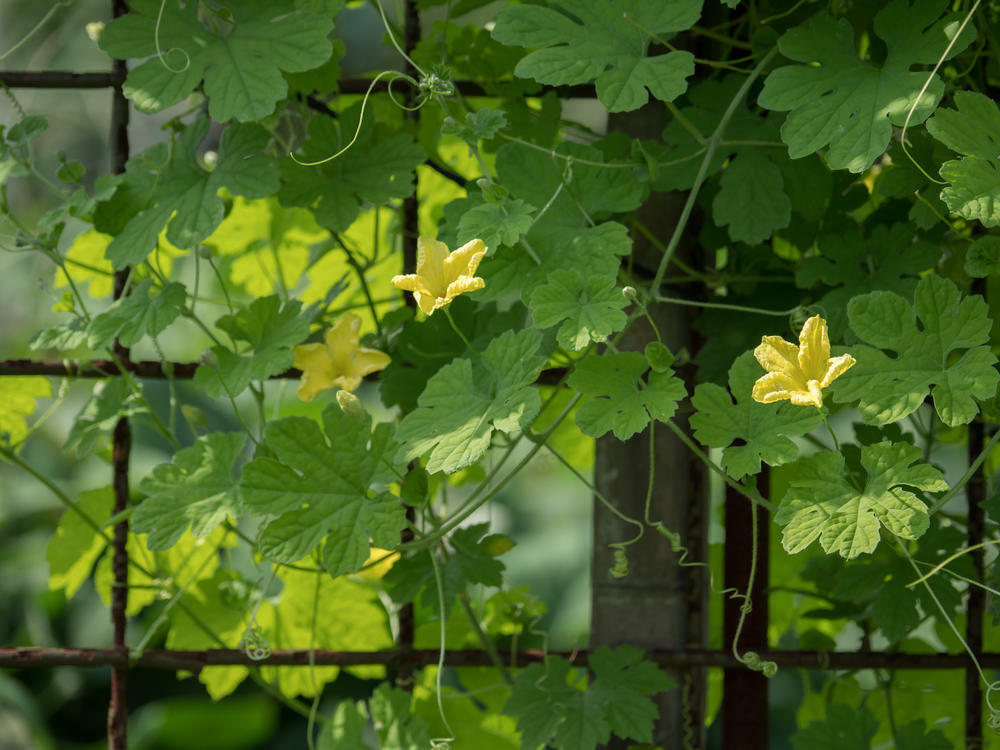 ゴーヤ 栽培を初心者でも簡単に 植え付けから収穫まで徹底解説 暮らし オリーブオイルをひとまわし