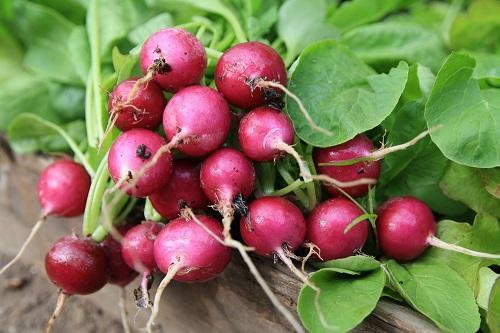 食卓に彩りを飾る【ラディッシュ】の簡単な栽培