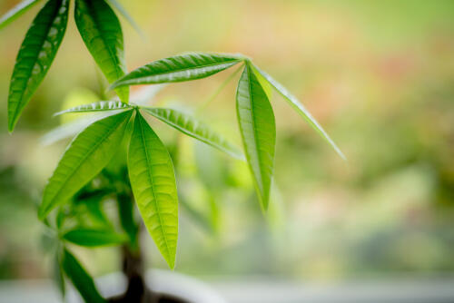 人気の観葉植物パキラの正しい育て方。枯れないように育てる方法