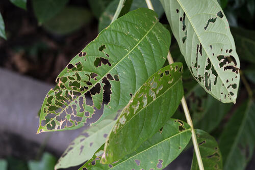 観葉植物にはどんな虫がつきやすい おすすめの予防対策を紹介 暮らし オリーブオイルをひとまわし
