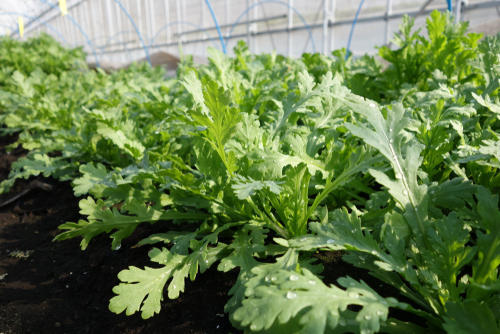 作って食べる！庭先またはベランダで始める【春菊】の栽培