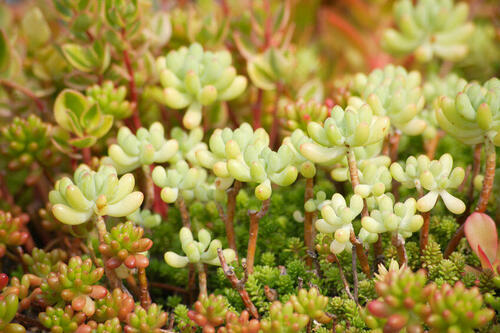 多肉植物セダムは500種類もある？基本の育て方や水やり頻度も解説