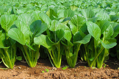 栄養満点『小松菜』の栽培方法。菜の花として食べる裏技も大公開