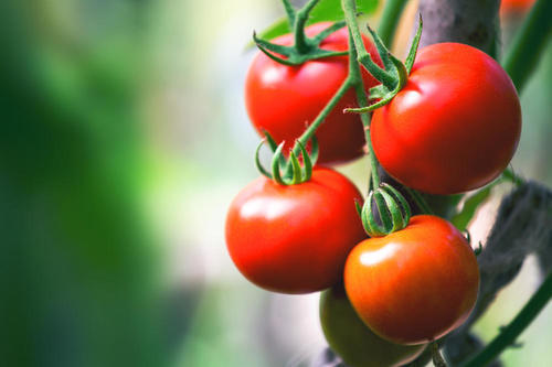 「トマト」の栽培に挑戦しよう！初心者でも簡単な家庭菜園の始め方とは