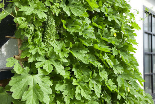 【ゴーヤ】栽培を初心者でも簡単に！植え付けから収穫まで徹底解説