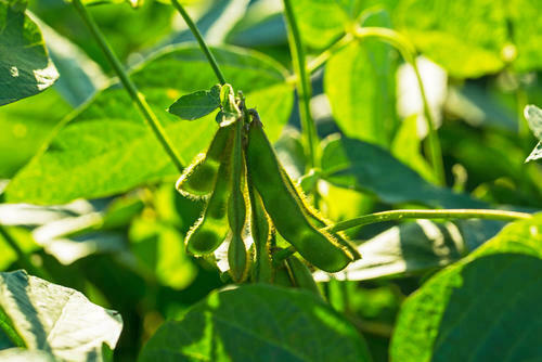 晩酌のお供 枝豆を自分で育てる プランターでの育て方 栽培方法 暮らし オリーブオイルをひとまわし