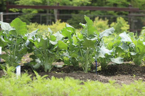 初心者のための家庭菜園ガイド！庭で家庭菜園を行う方法とは？