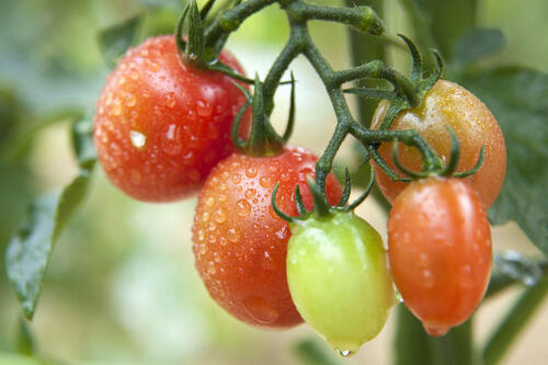 家庭菜園のトマトの育て方！水やりのコツや病害虫を解説！