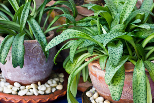 観葉植物は鉢で上手に管理！種類や選び方、インナーポットの使い方も
