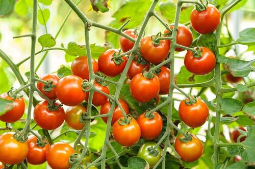ミニトマトをベランダで家庭菜園するためのイロハを大公開