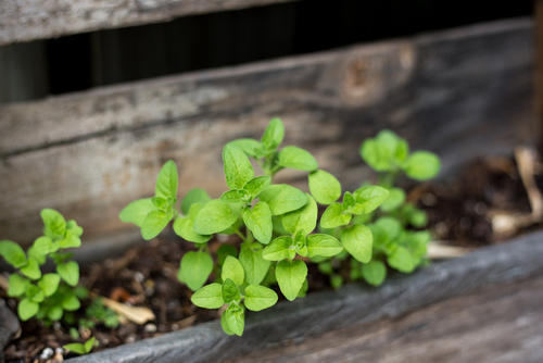 観葉植物で虫除けできる？ハーブを利用した防虫スプレーの作り方！