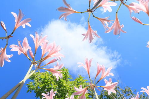 夏に植える花には何がある 秋の花壇を美しく彩るおすすめの花を紹介 暮らし オリーブオイルをひとまわし