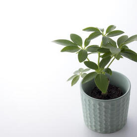 観葉植物 タグ 暮らし オリーブオイルをひとまわし
