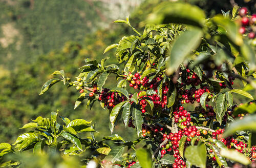 コーヒーの木 の育て方は 人気の観葉植物を上手に育てるコツとは 暮らし オリーブオイルをひとまわし