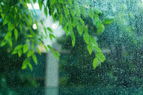 梅雨の由来とは？つゆと読む理由や関係する言葉と季語を紹介