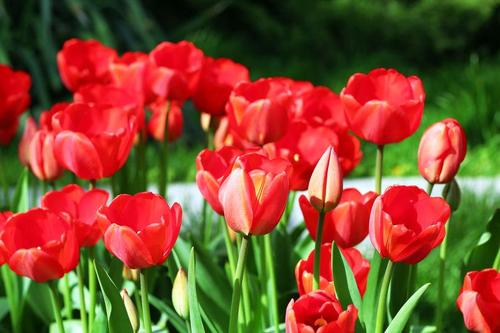 チューリップの球根は扱い方次第で翌年も花が咲く 保管法や注意点も 暮らし オリーブオイルをひとまわし チューリップの球根は扱い方次第で翌年も花が咲く 保管法や注意点も 暮らし オリーブオイルをひとまわし