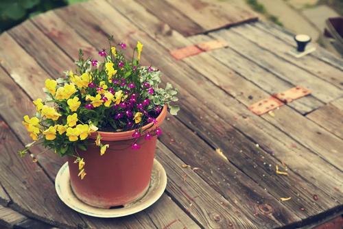 お正月の寄せ植えで新年を華やかに迎えよう！作り方とおすすめの花