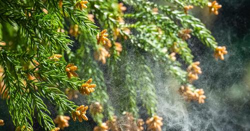 花粉の飛散量を予測する方法は？2021年の傾向と対策をチェック